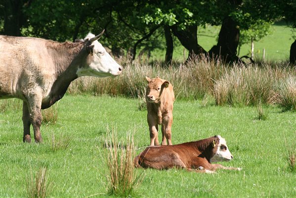 Cows Grazing at Plas Farm